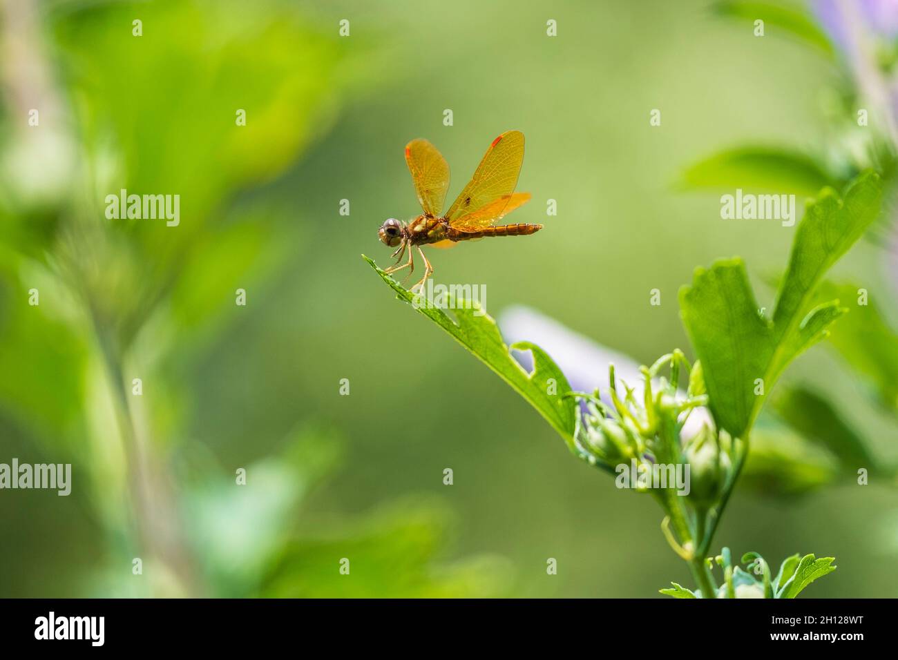 Flame Skimmer o Firecracker Skimmer Dragonfly è una specie di libellula saturata. Arroccato su una foglia. USA Foto Stock