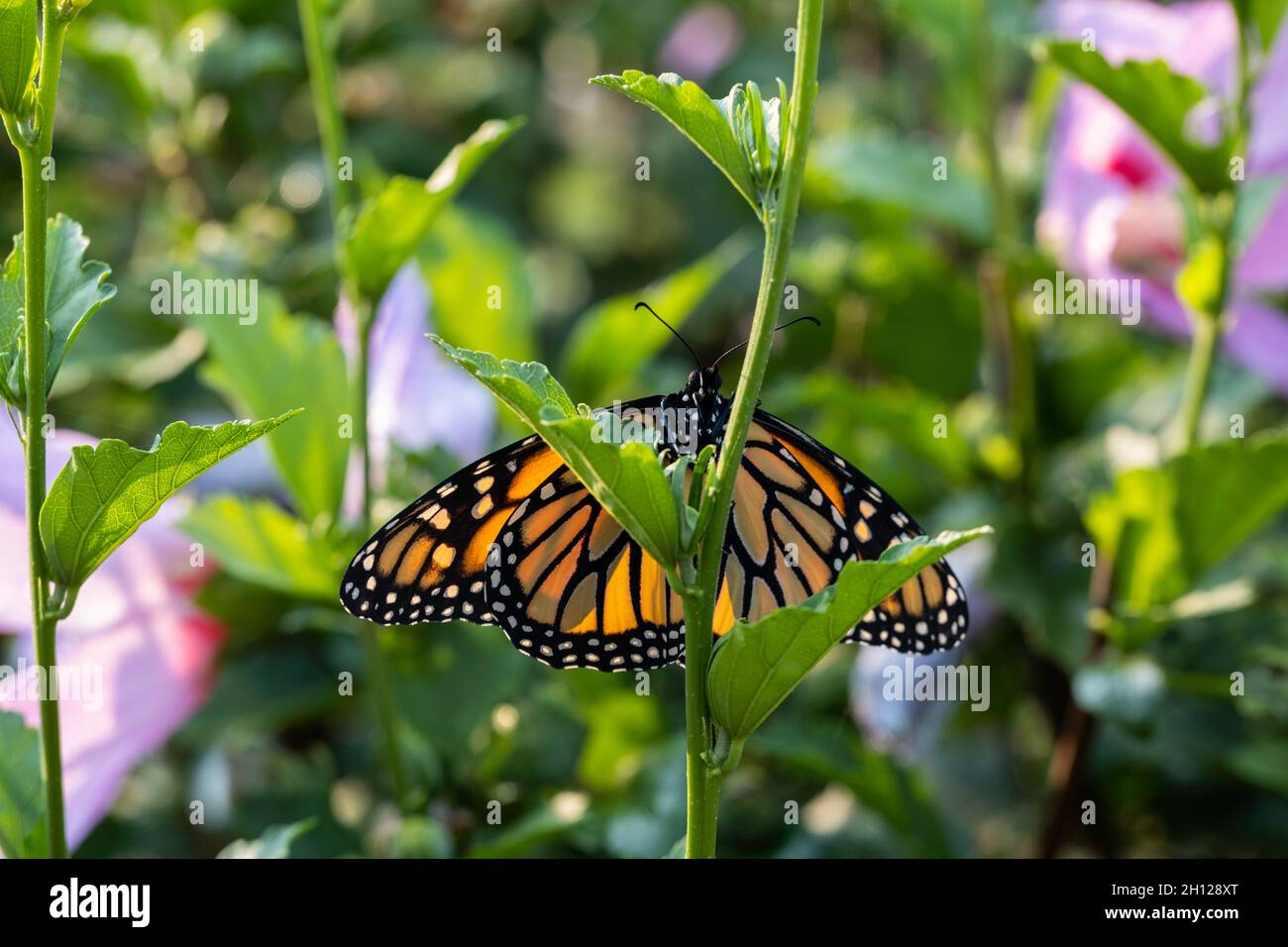 Farfalla Monarch, Danaus plexippus, che riposa su un arbusto Althea in fiore, Rosa di Sharon in luce solare retroilluminata. Kansas, Stati Uniti. Foto Stock