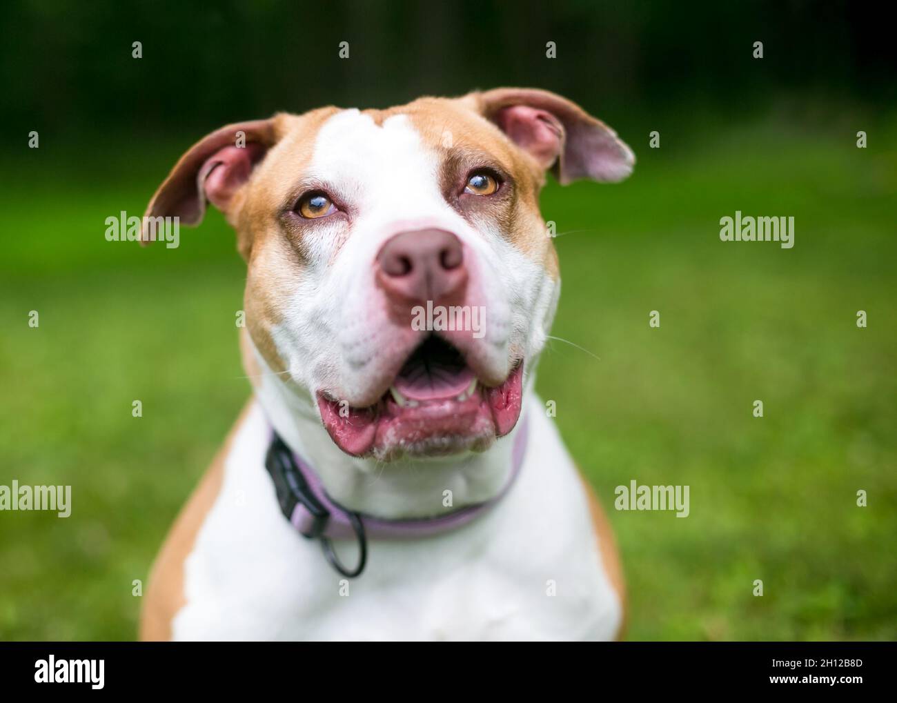 Un cane rosso e bianco Pit Bull misto razza guardando in su con un'espressione felice Foto Stock