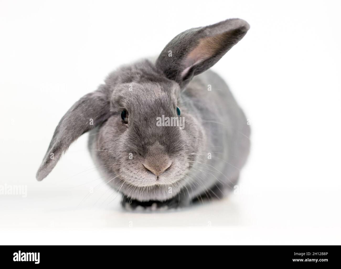 Un coniglio grigio dell'animale domestico che tiene le sue orecchie in una posizione di mezzo lop Foto Stock
