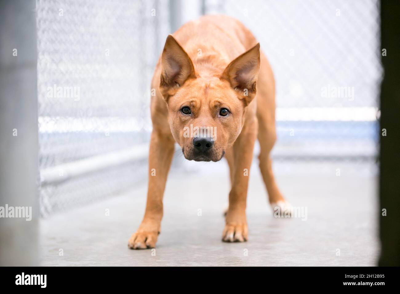 Un cane di razza mista nervoso in un allevamento di animali Foto Stock