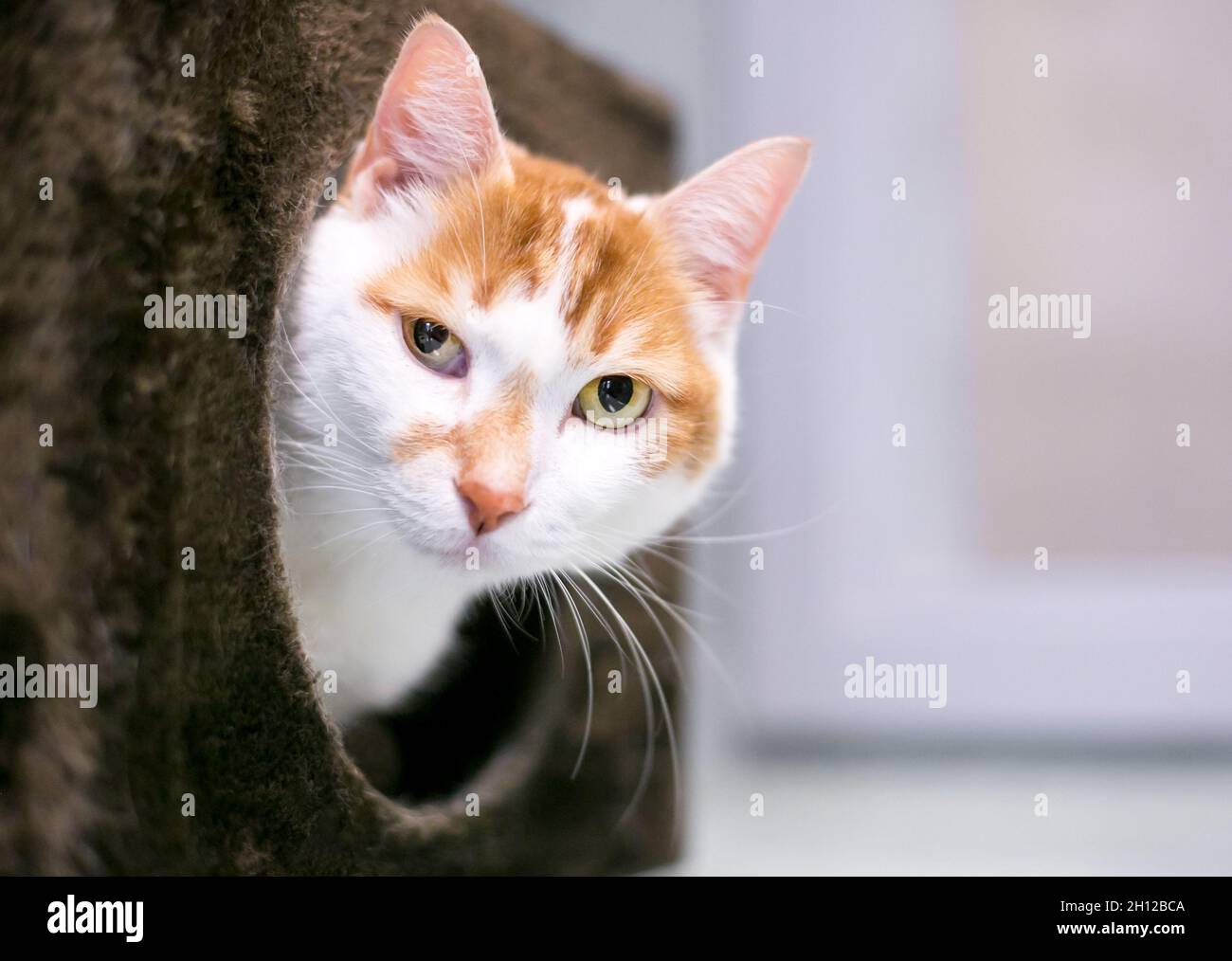 Un gatto shorthair che sbuccia da un letto di gatto coperto e guarda la macchina fotografica Foto Stock