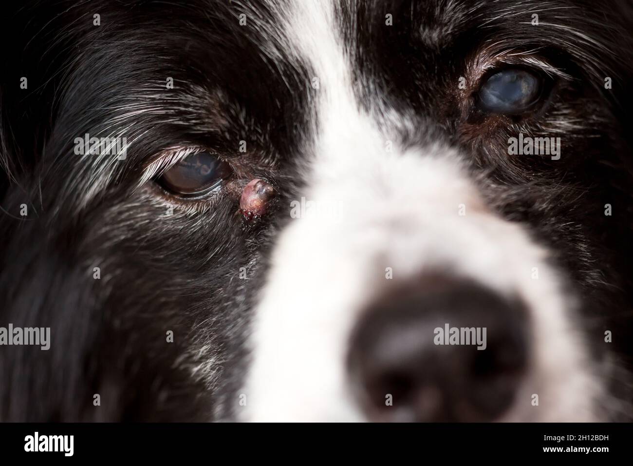 Un cane anziano con una cisti sebacea infiammata vicino al suo occhio Foto Stock