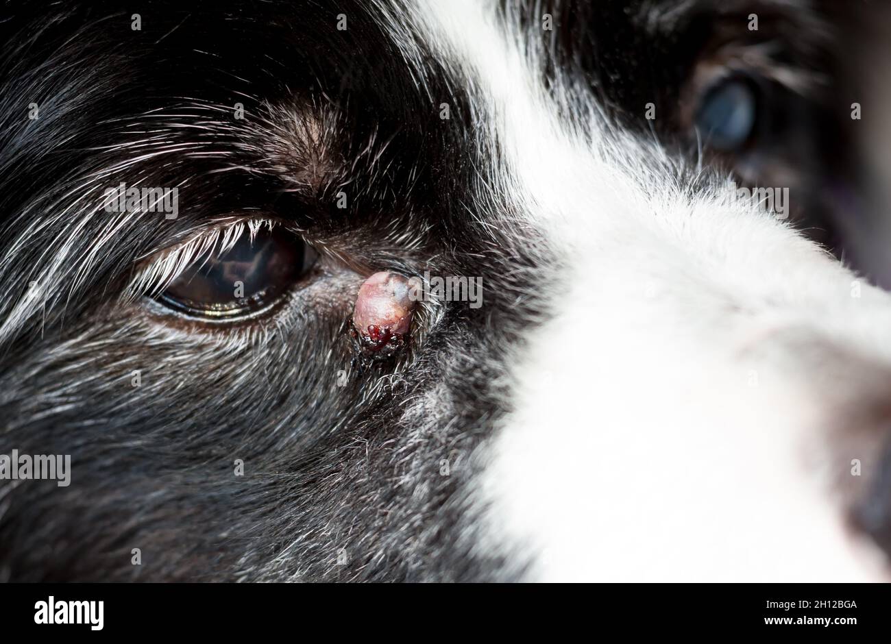 Un cane anziano con una cisti sebacea infiammata vicino al suo occhio Foto Stock