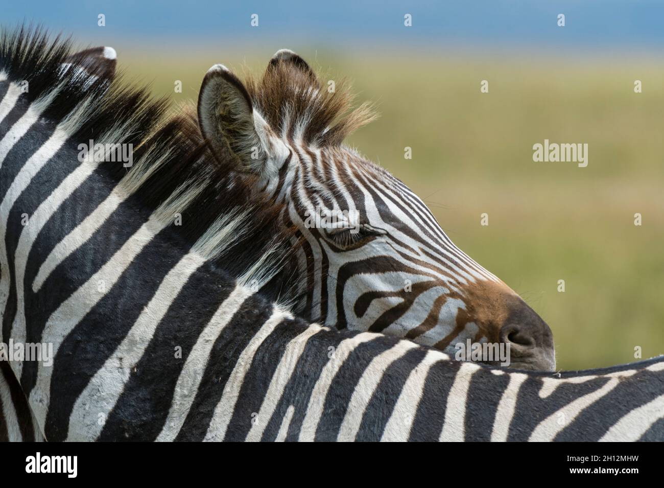 Un fallo zebra pianeggiante, Equus quagga, nascosto dietro la madre. Foto Stock