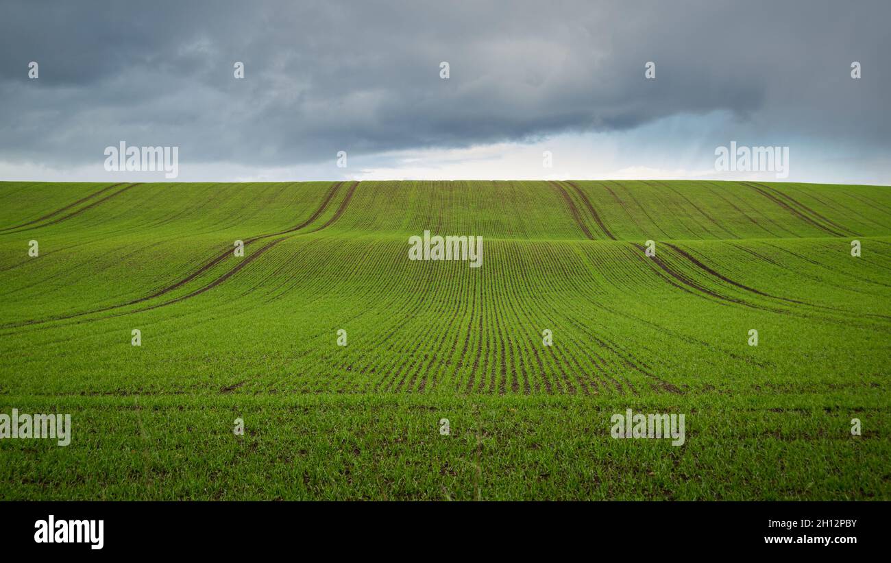 Campo verde contro il cielo scuro in Scozia rurale. Foto Stock