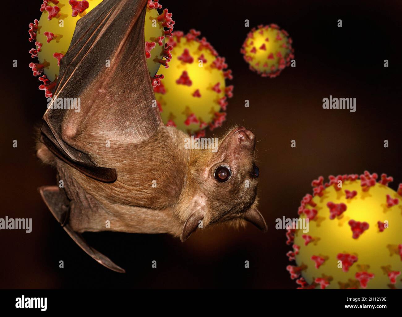 Pipistrello di frutta e particelle di virus Nipah, illustrazione Foto Stock