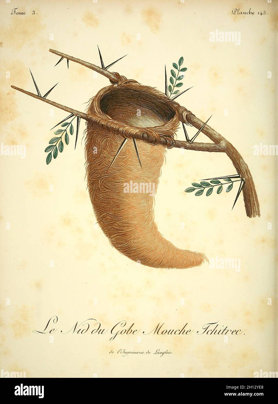 Il nido del flycatcher del paradiso indiano, illustrazione del 18 ° secolo Foto Stock