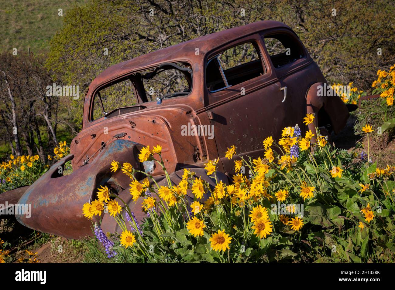 WA19658-00...WASHINGTON - la vecchia auto arrugginisce il lupino e la balsambola al Dalles Mountain Ranch nel Columbia Hills state Park. Foto Stock