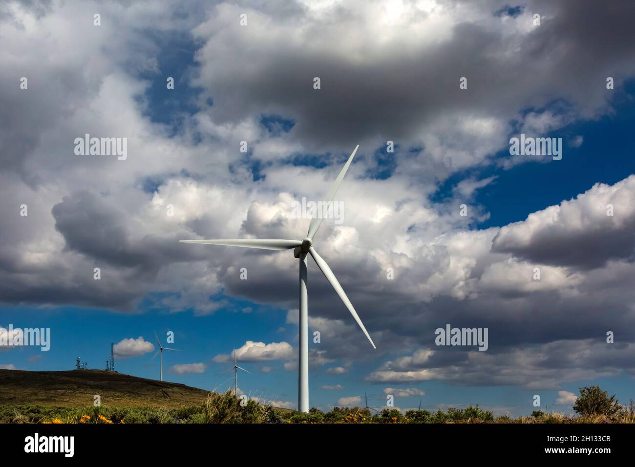 WA19669-00...WASHINGTON - turbine eoliche presso la Wild Horse Wind Farm vicino Ellensburg. Foto Stock