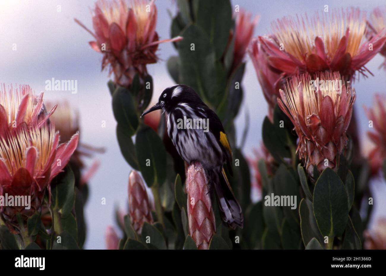 MELIEFAGIO DELLA NUOVA OLLANDA (PHYLIDONYRIS NOVAEHOLLANDIAE) APPOLLATO SU UN FIOR DI PROTEA ROSA. NUOVO GALLES DEL SUD, AUSTRALIA. Foto Stock