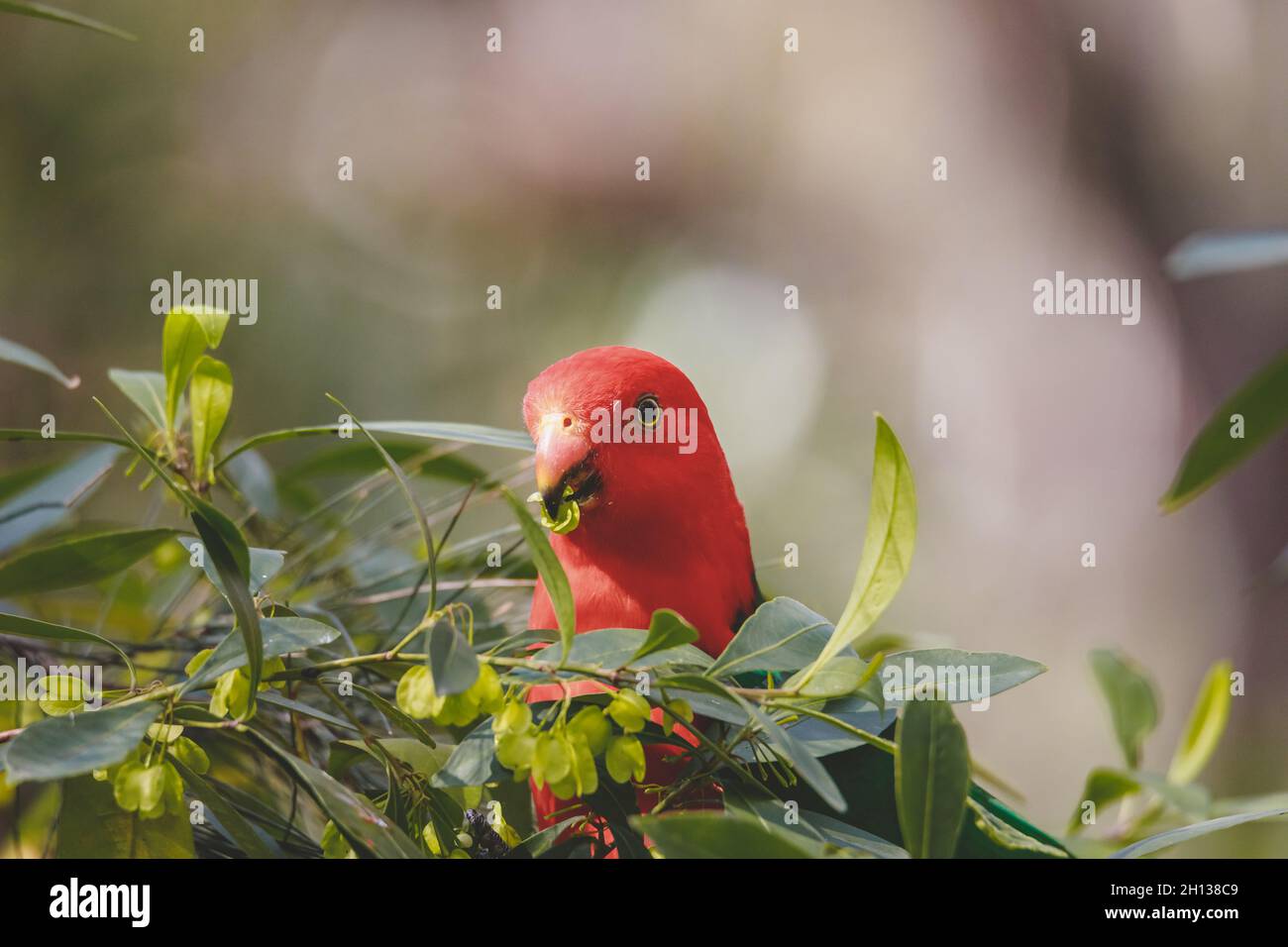 Pappagallo del Re Australiano in un albero. Foto Stock
