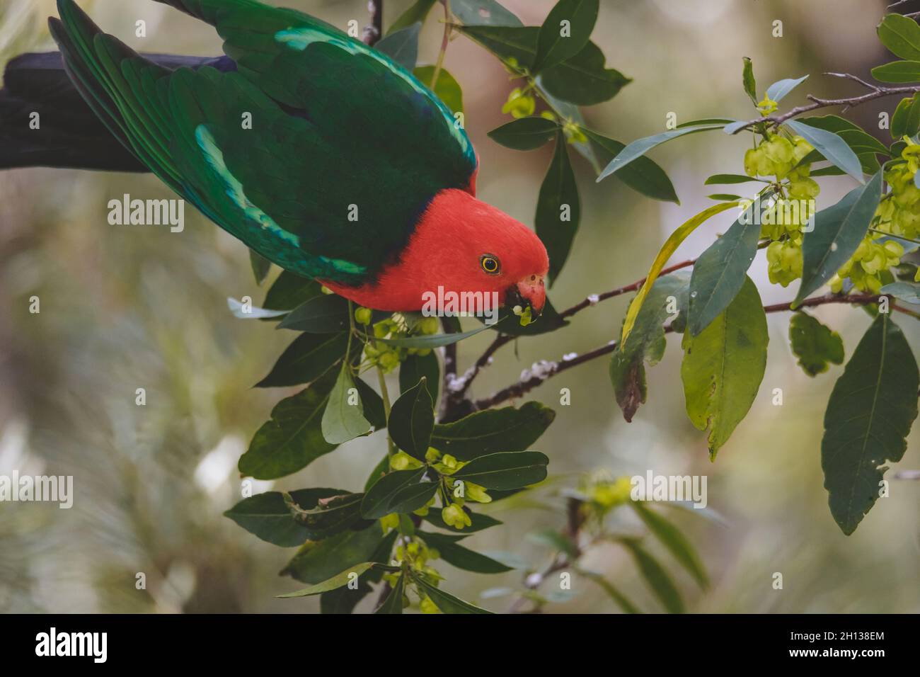 Pappagallo del Re Australiano in un albero. Foto Stock