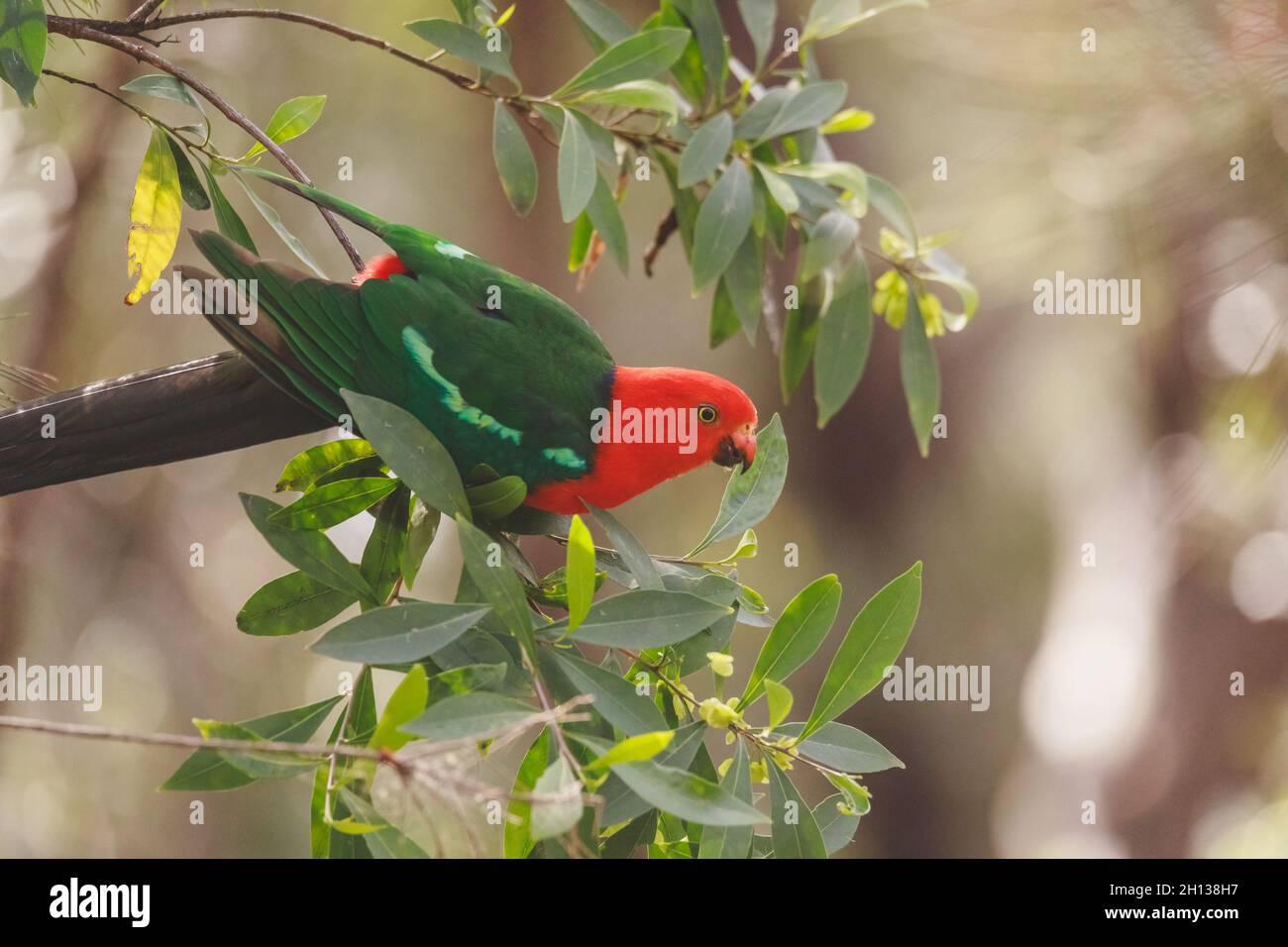 Pappagallo del Re Australiano in un albero. Foto Stock
