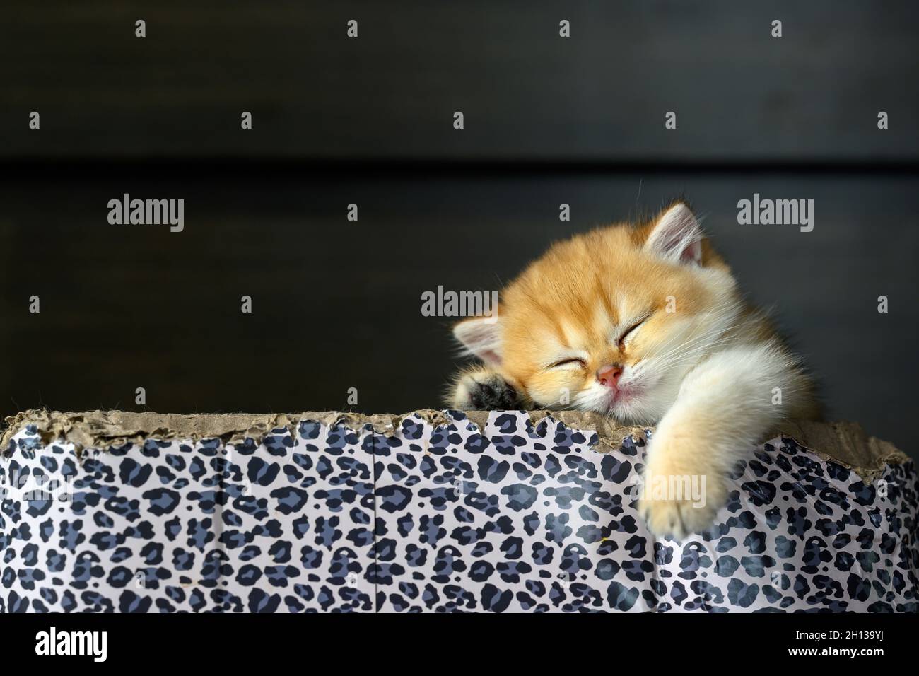 British Shortair gattini la posa dorata è carina e sonnolenta, il gatto sta dormendo in una scatola con un motivo leopardo. Gattini puri e bei pedigree Foto Stock