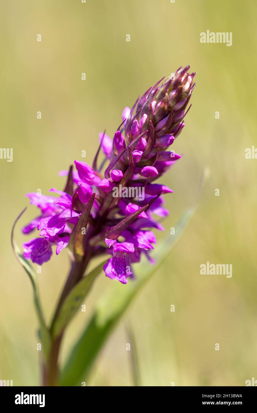 Orchidea palude iniziale, Gelderland, Paesi Bassi Foto Stock