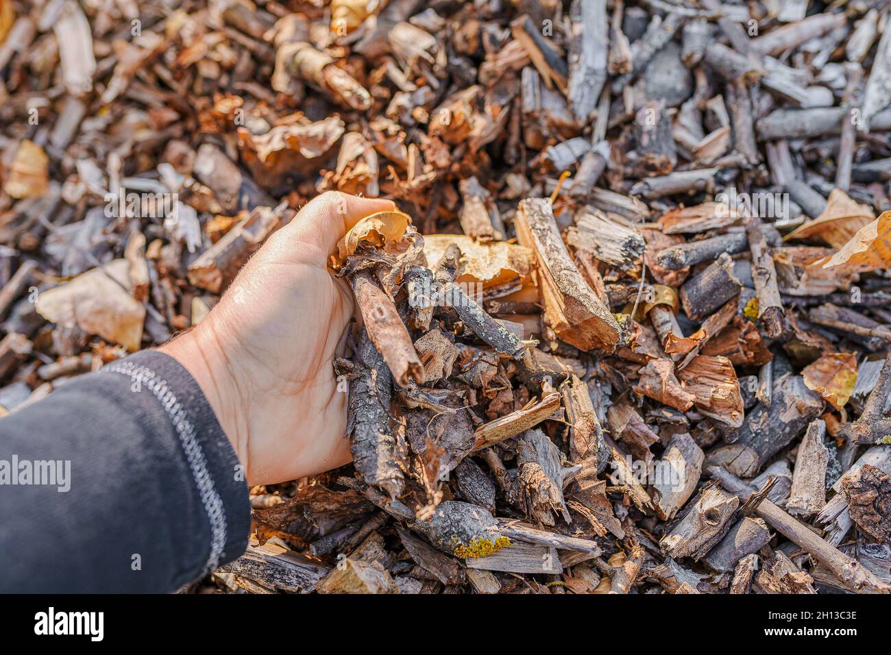 le mani dell'uomo in guanti da giardinaggio mostrano la qualità di segatura, pacciame di legno o spreco organico decomporsi su cumulo di composto. Compost di spreco organico per gli arricchmen di suolo Foto Stock