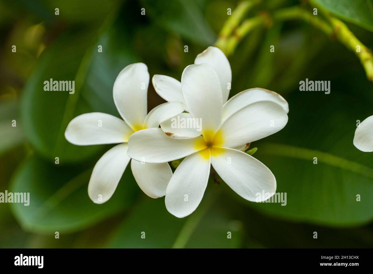 Bellissimi fiori bianchi e gialli (Plumeria) o Frangipani su sfondo verde chiaro di piante. Foto Stock