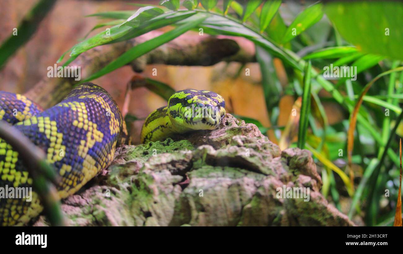 Morelia spilota cheynei, Korkeasaari, Helsinki. Foto Stock