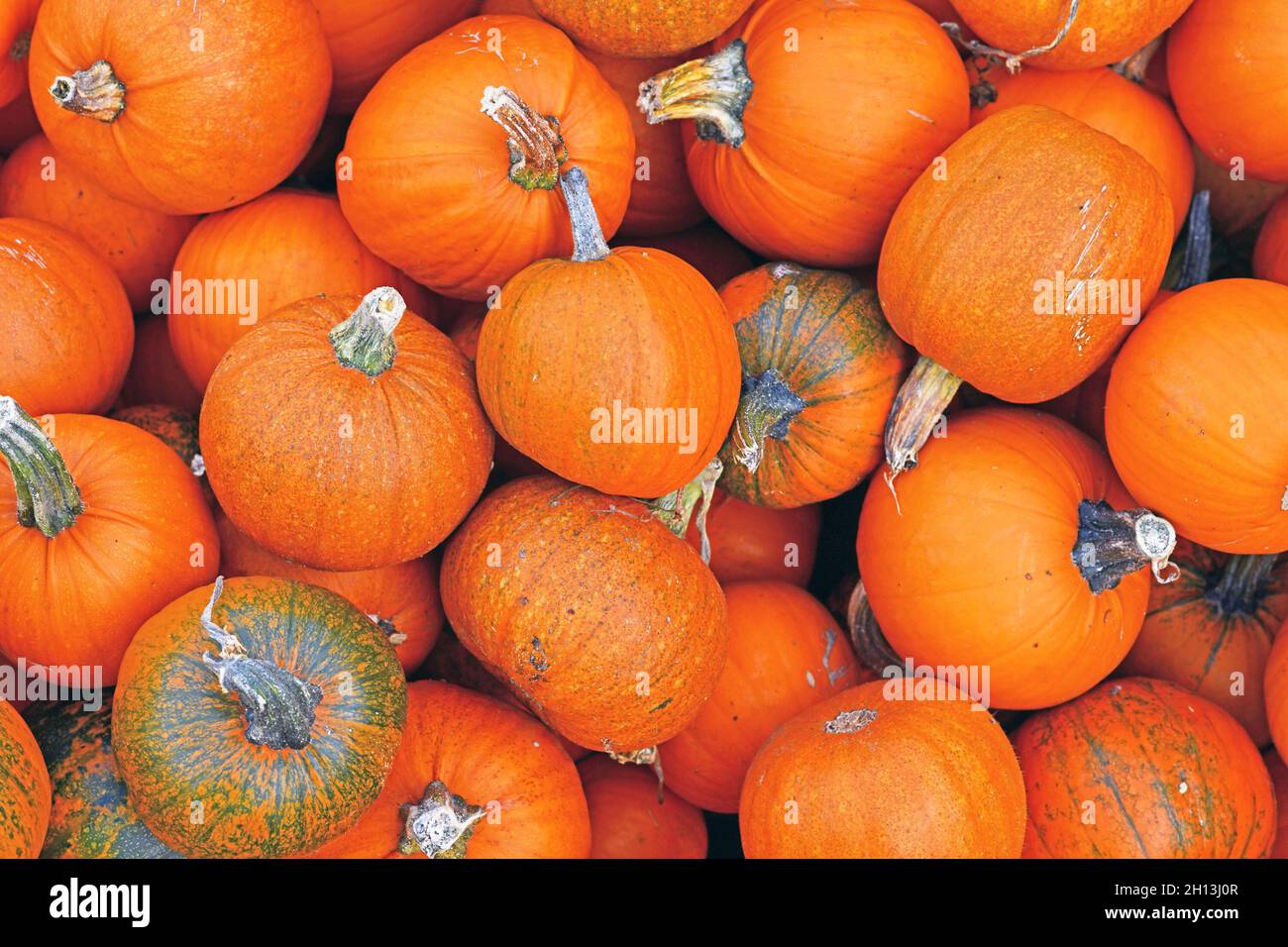 Molte piccole zucche da intaglio arancioni 'Little Halloween' Foto Stock
