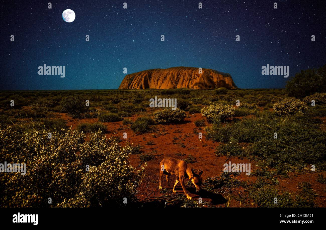 Australia il cielo starring sopra la roccia di Uluru, la roccia di Ayers e il Dingo Foto Stock