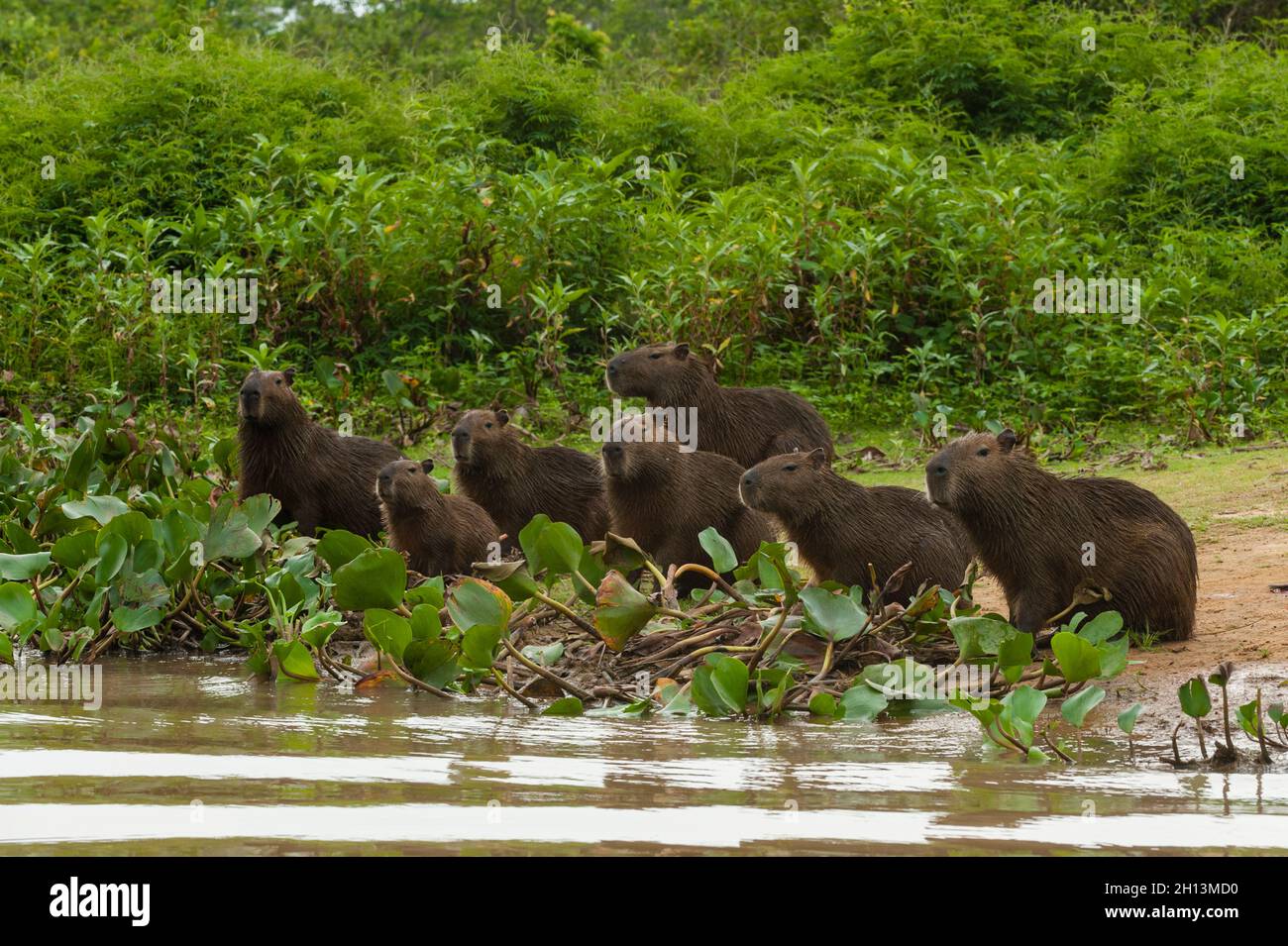 Un gruppo di Capybaras, Hydrochaeris hydrochaeris, che si erge lungo il fiume Cuiaba. Stato del Mato Grosso do sul, Brasile. Foto Stock