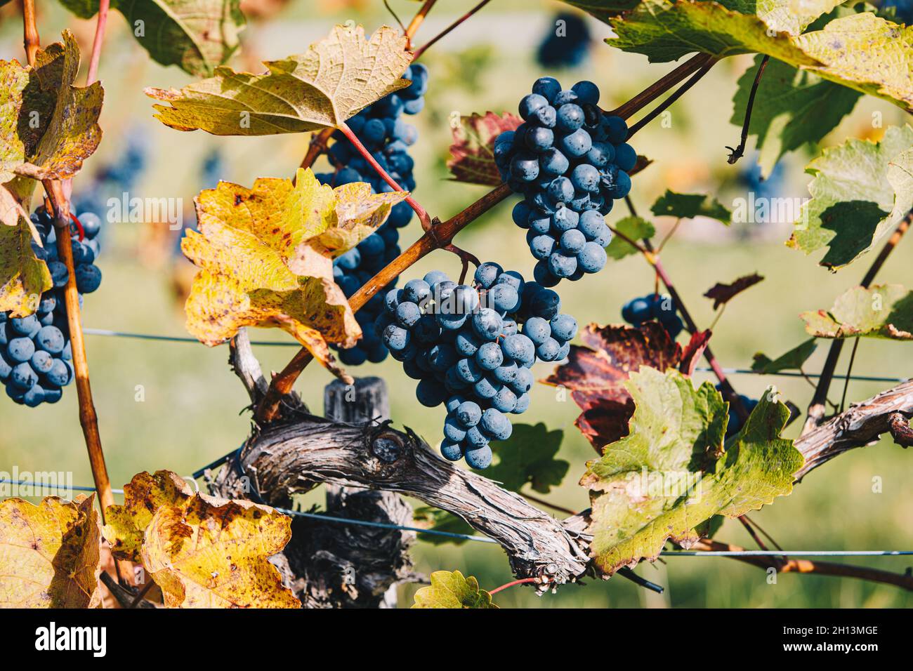 Uve in vigna durante la vendemmia autunnale. Degustazione di vini biologici freschi e naturali in una regione vinicola. Foto Stock