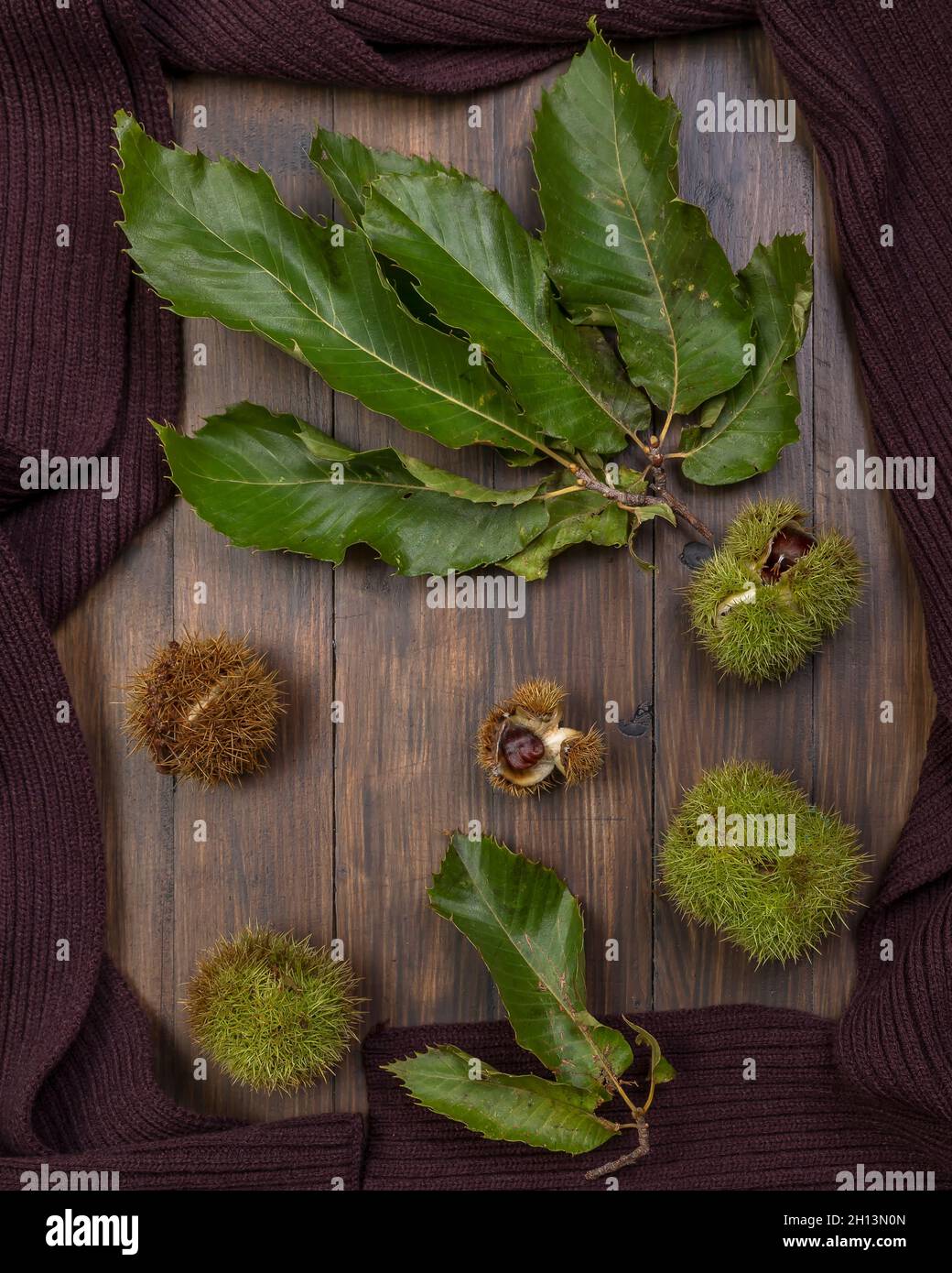 Castagne con riccio verde e marrone con alcune foglie su sfondo di legno marrone incorniciata da una sciarpa di lana Foto Stock