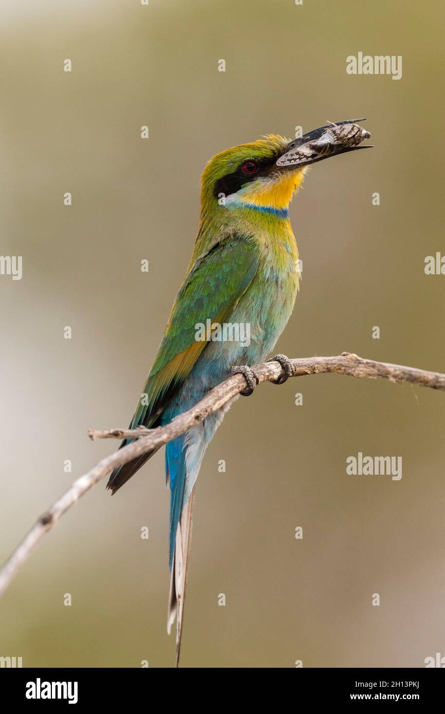 Un piccolo apicollo, Merops pusillus, tenendo una cicada nel suo becco. Savuti, Parco Nazionale di Chobe, Botswana Foto Stock