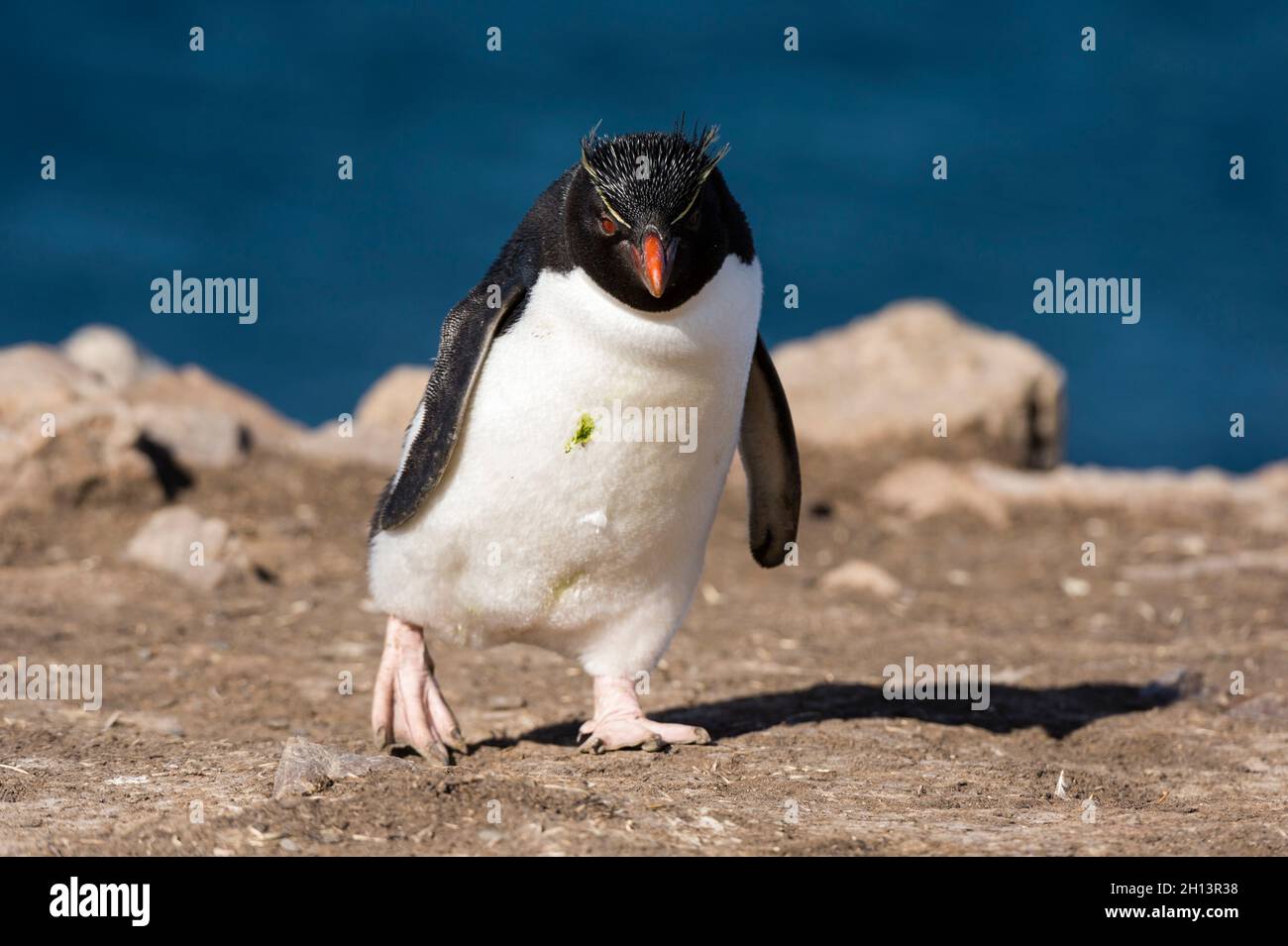 Un pinguino rockhopper, Eudyptes chrysocome, a piedi. Isola di Pebble, Isole Falkland Foto Stock