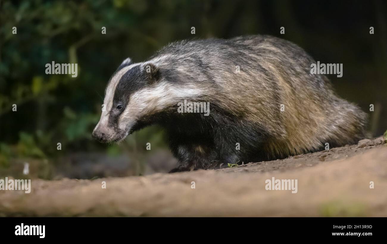 European Badger (Meles meles) camminare nella foresta di notte. Drenthe, Paesi Bassi. Fauna selvatica scena della natura in Europa. Foto Stock