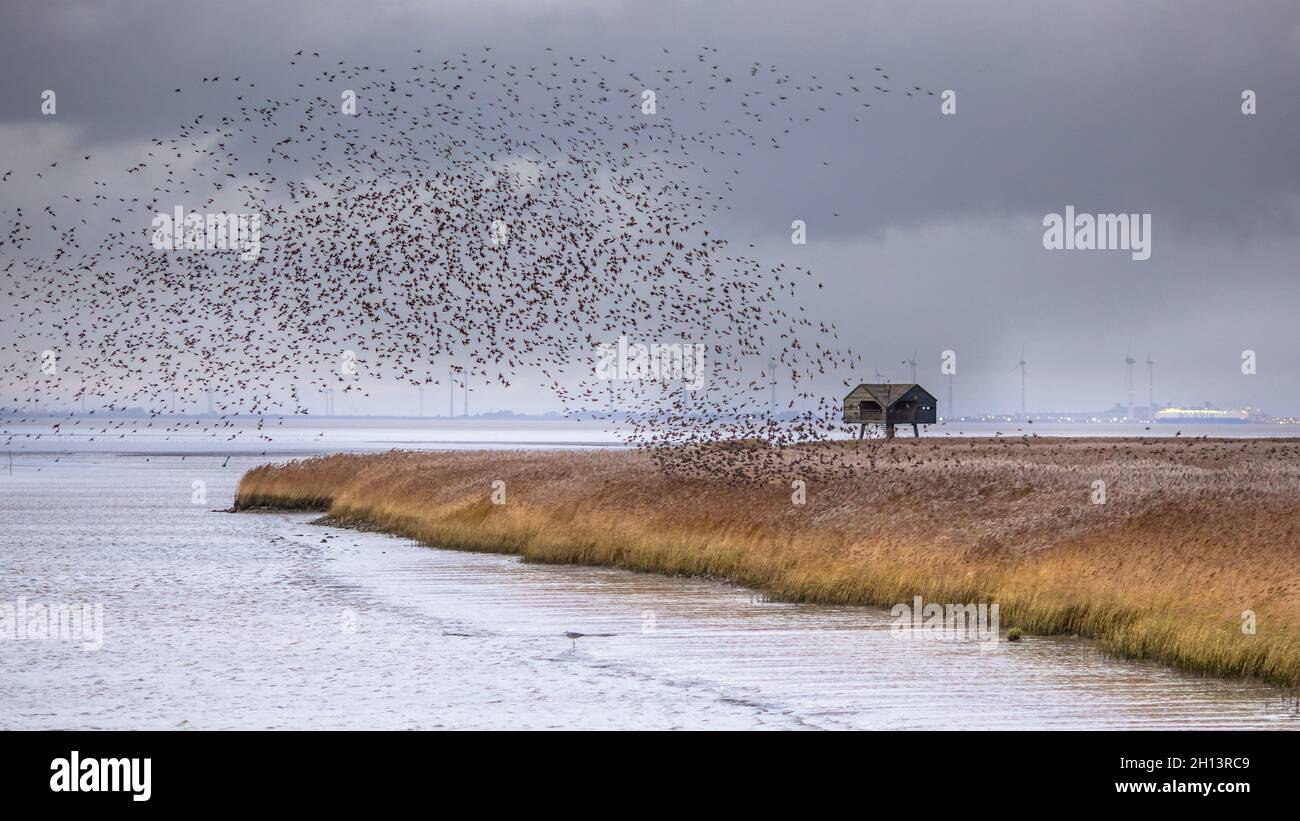 Enorme gregge di uccelli migratori che stellano l'Europa (Sturnus vulgaris) decollare dall'habitat alimentare di Lauwersmeer. Scena della fauna selvatica in natura d'Europa. Foto Stock