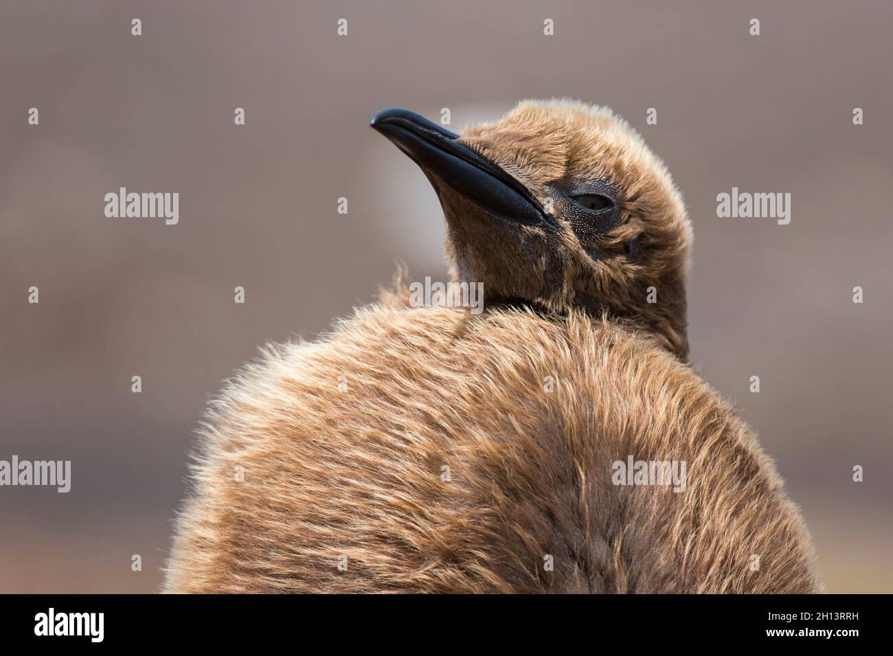 Primo piano ritratto di un re pinguino pulcino, Appenodytes patagonica. Punto volontario, Isole Falkland Foto Stock