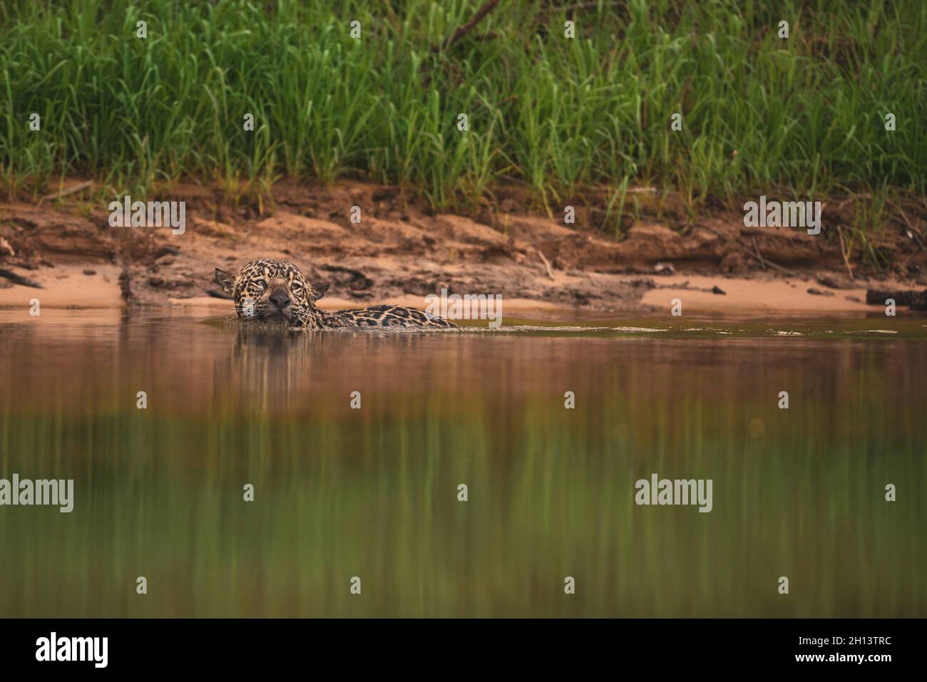 Jaguar nuoto nel Nord Pantanal Foto Stock