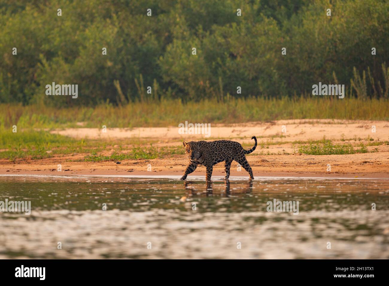 Una Jaguar entra in acqua nel Pantanal del Nord Foto Stock