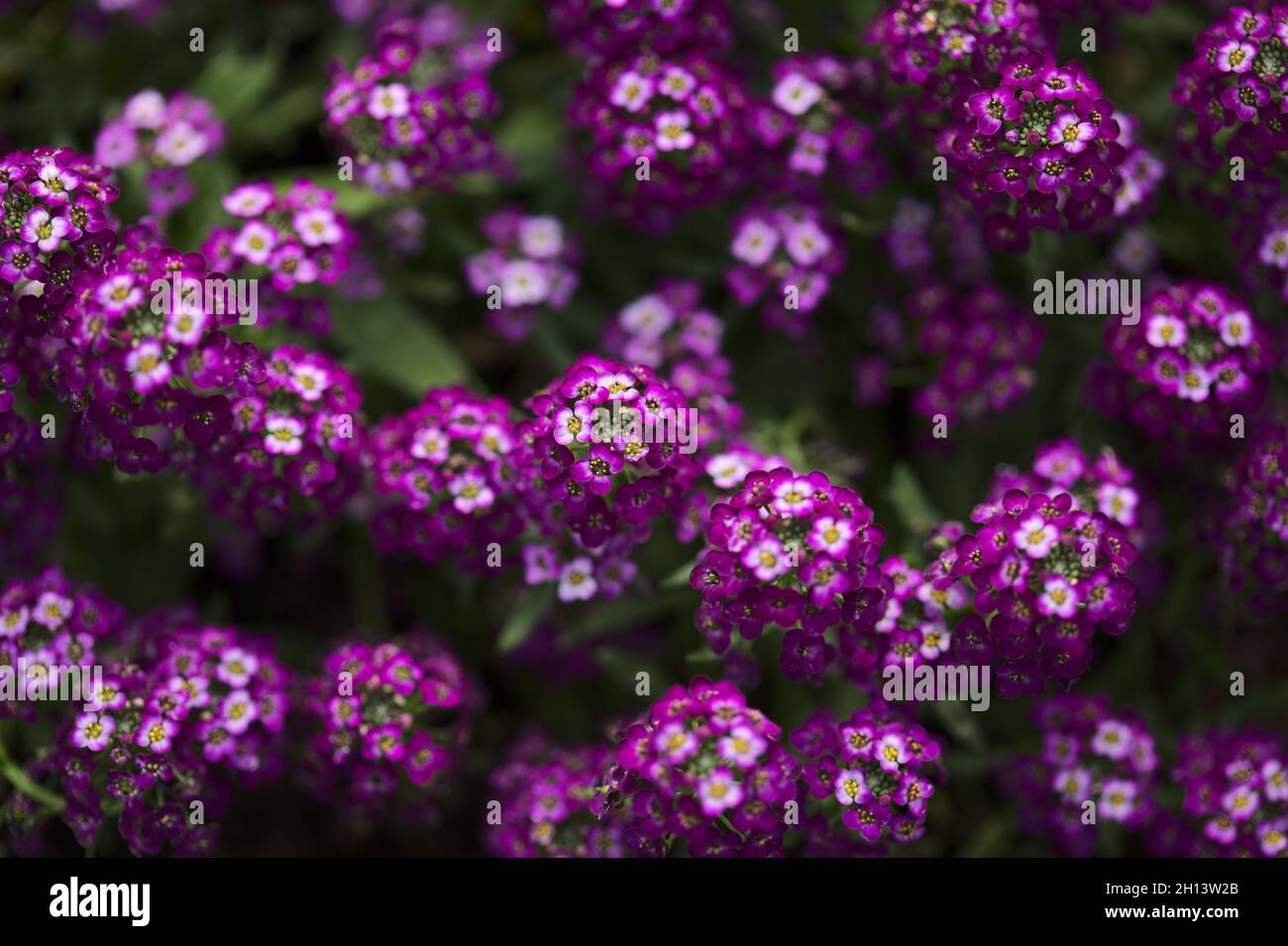 Giardino fiorito varietà di Lobularia maritima, dolce alyssum naturale macro sfondo floreale Foto Stock