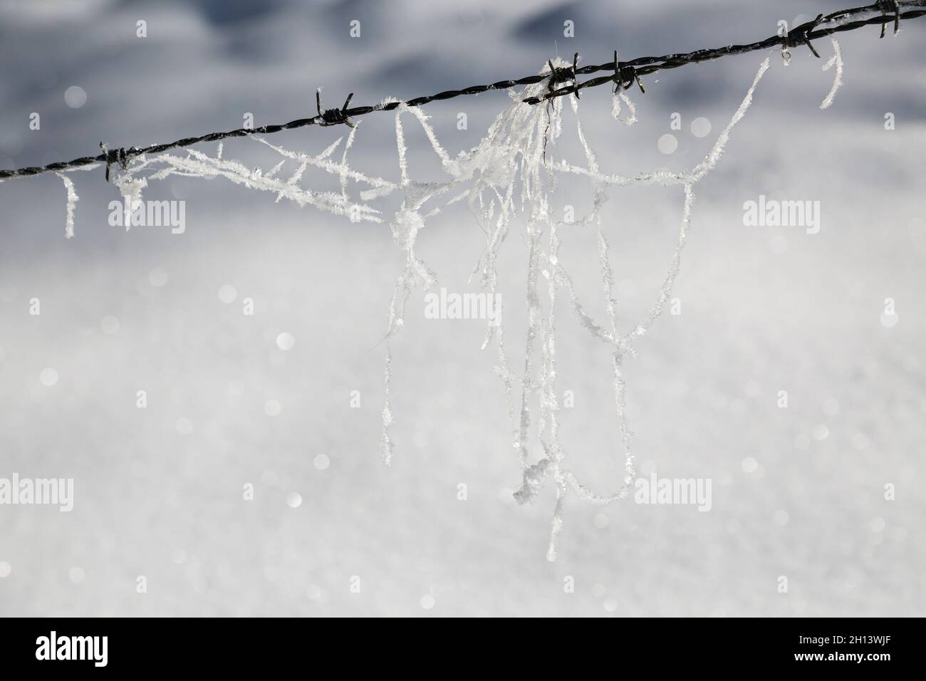 Impianto congelate thread appeso sul filo spinato con neve scintillante sfondo. Visto in Eifel, Germania d'inverno. Foto Stock