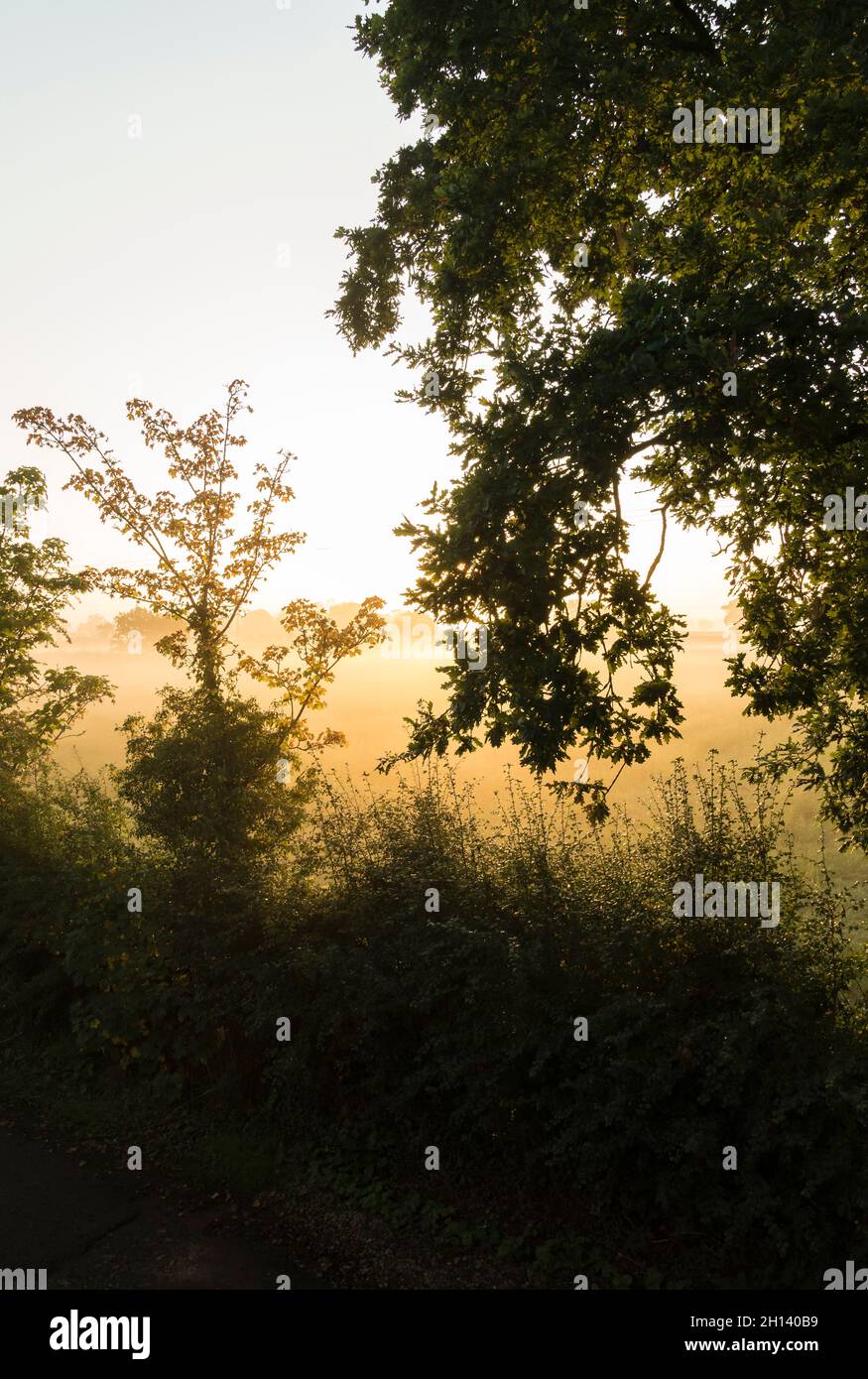 L'alba nebbiosa sul campo attraverso alberi e cespugli Foto Stock