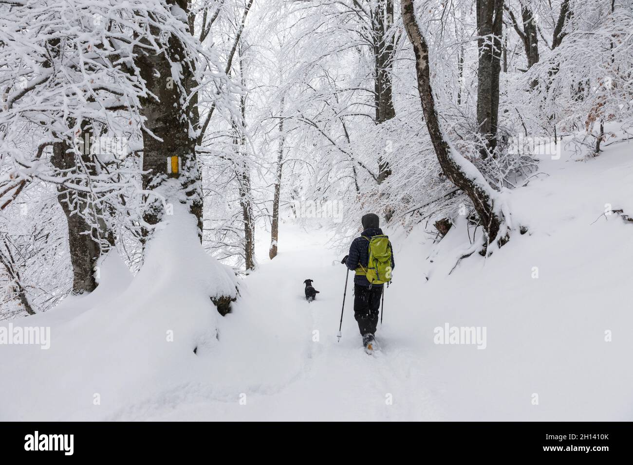 Lone Trekker con il suo cane nei boschi in transilvania inverno Foto Stock