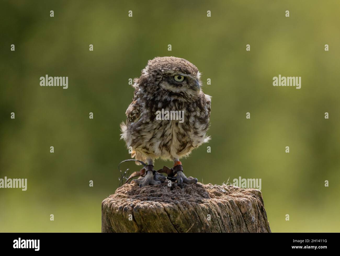 Gufo piccolo, Athene noctua, al British Bird of Prey Center Foto Stock