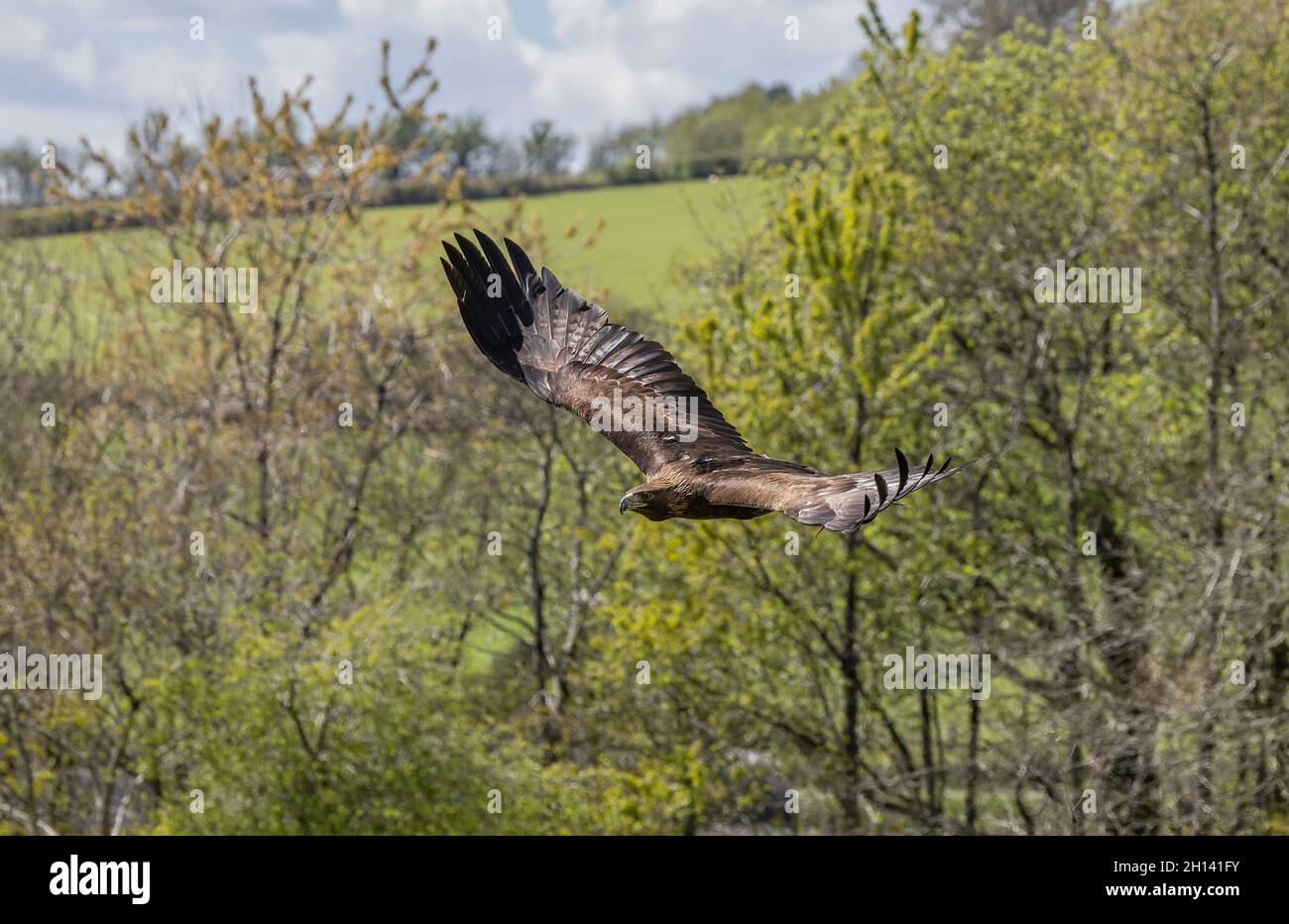 Giovane aquila maschio d'oro, Aquila chrysaetos, in volo. Galles. Foto Stock