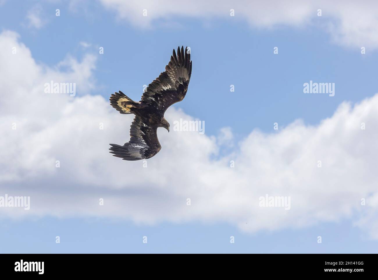 Giovane aquila maschio d'oro, Aquila chrysaetos, in volo. Galles. Foto Stock