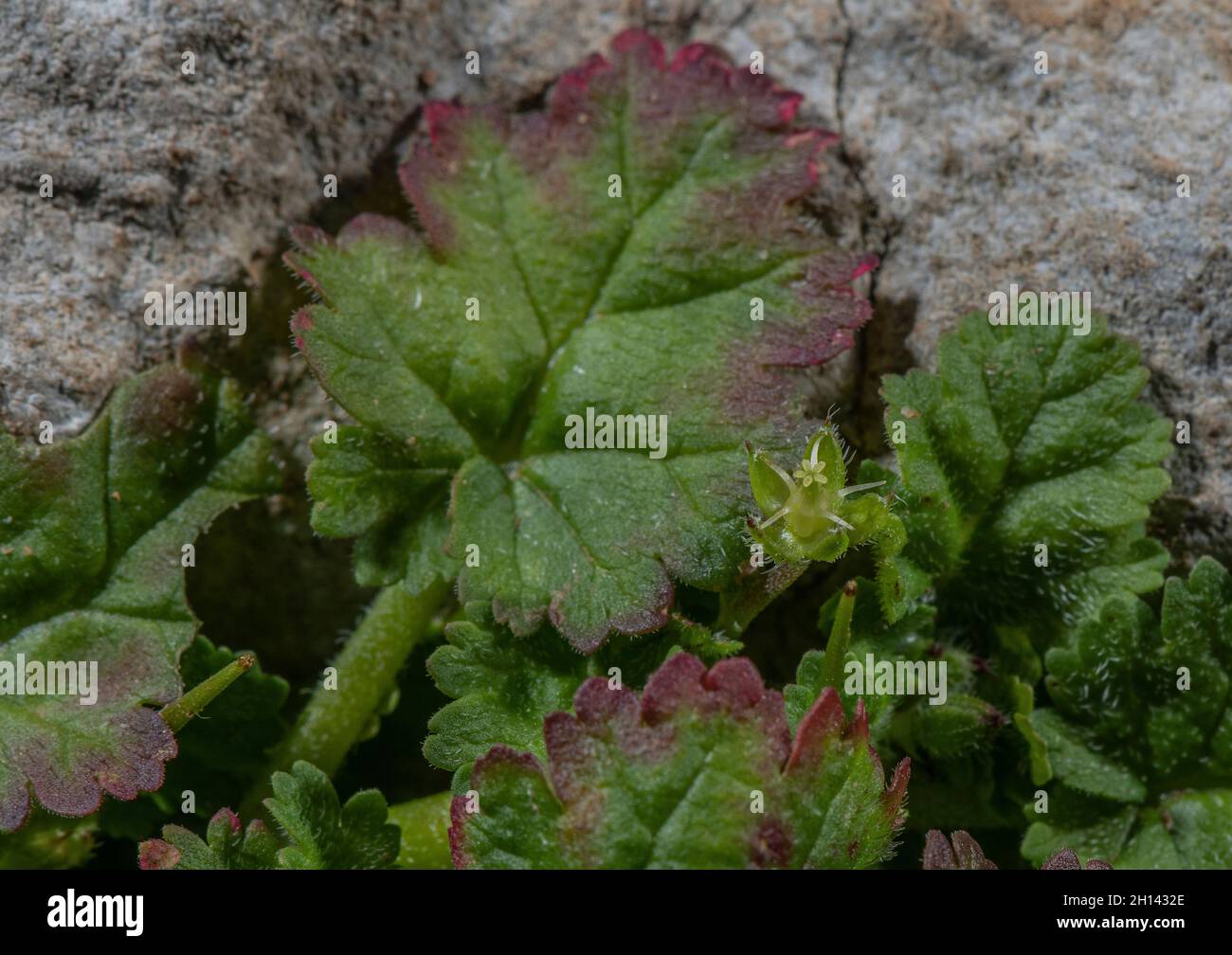 Sea Storksbill, maritimum Erodium con fiori senza petali, sulla costa Gower. Foto Stock