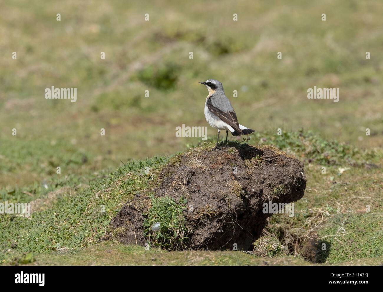 Maschio Nord siero, Oenanthe enanthe, sul sito di allevamento costiero in primavera. Galles occidentale. Foto Stock