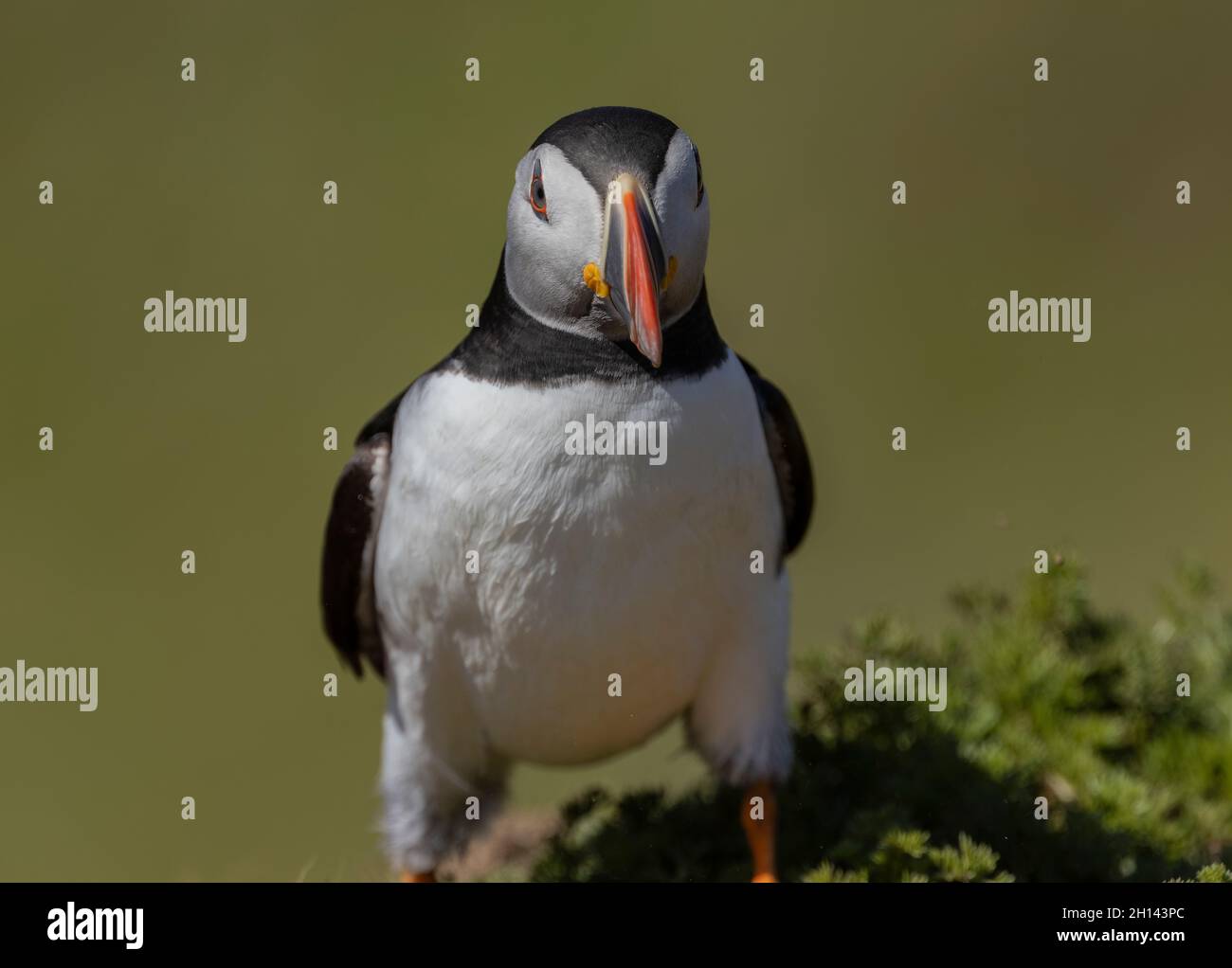 Comune puffin, Fratercola arctica, vicino a burrow in erba costiera su Skomer, Pembrokeshire Coast National Park, Galles occidentale. Foto Stock