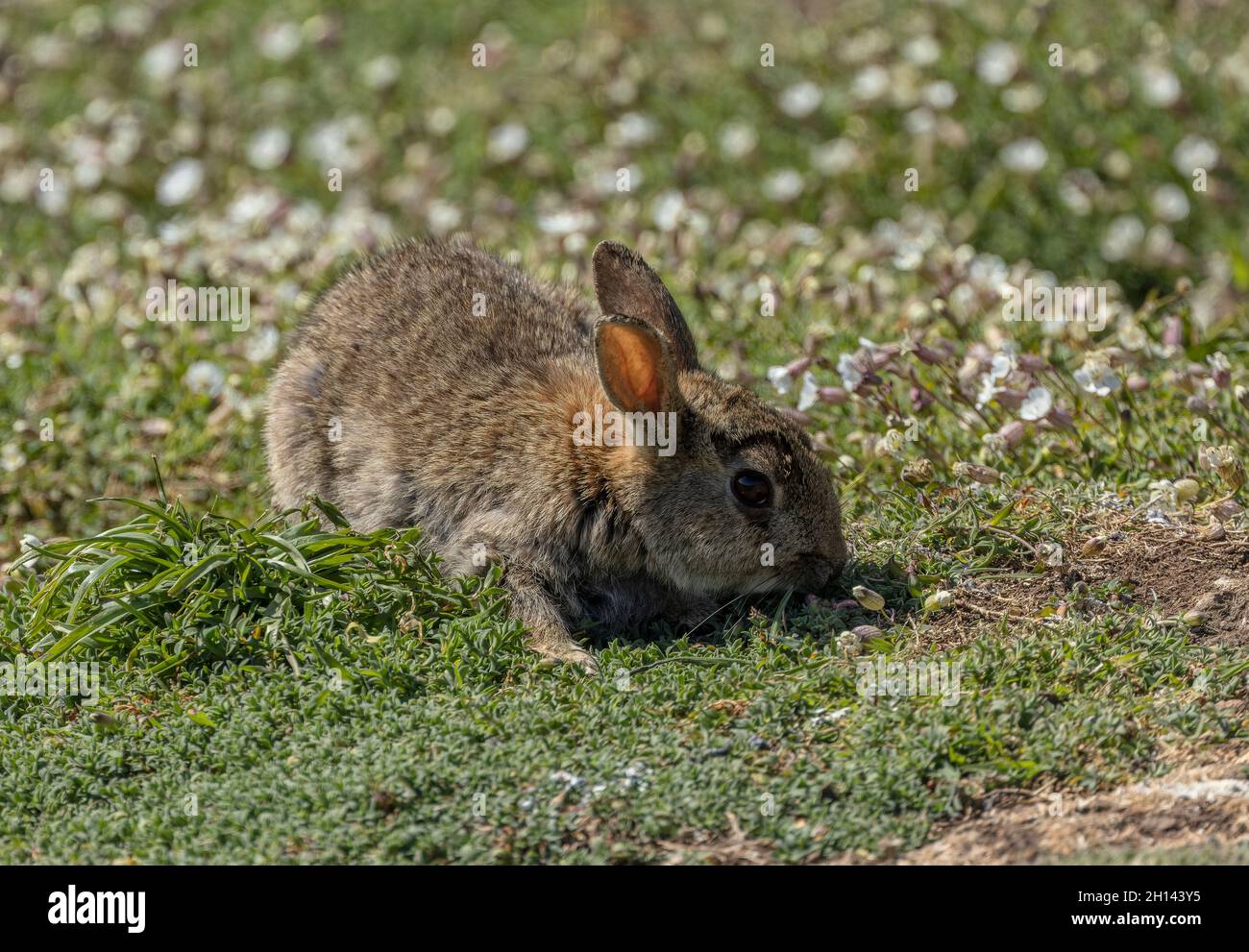 Coniglio, Oryctolagus cuniculus, alimentazione tra mare Campion, Skomer, Pembrokeshire Coast National Park, Galles occidentale. Foto Stock