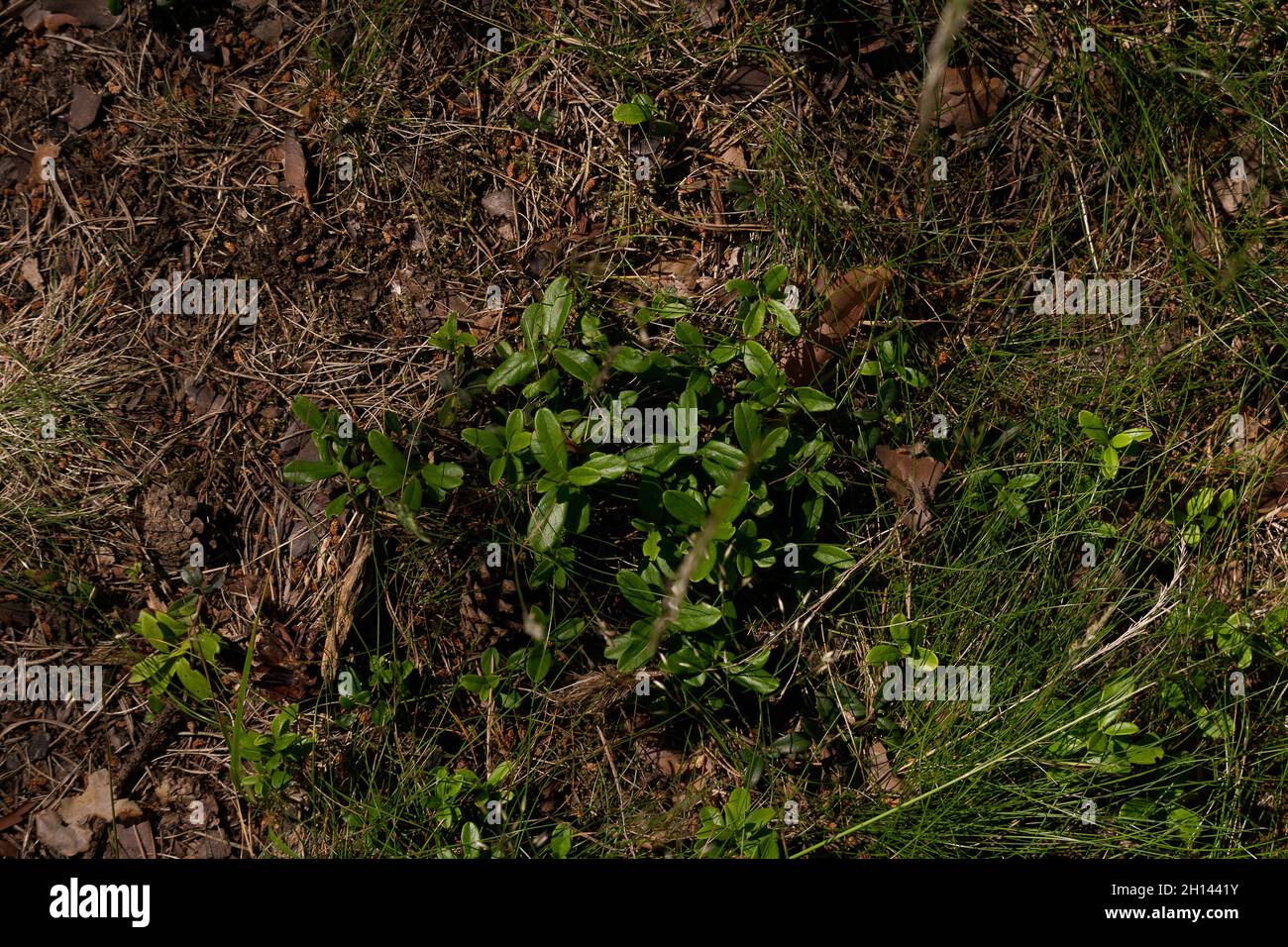 La pianta di lingonberry è in attesa del suo raccolto di bacche. Si crogioli da solo alla luce del sole. Circondato da un terreno boschivo intatto, con aghi marcianti, tre Foto Stock