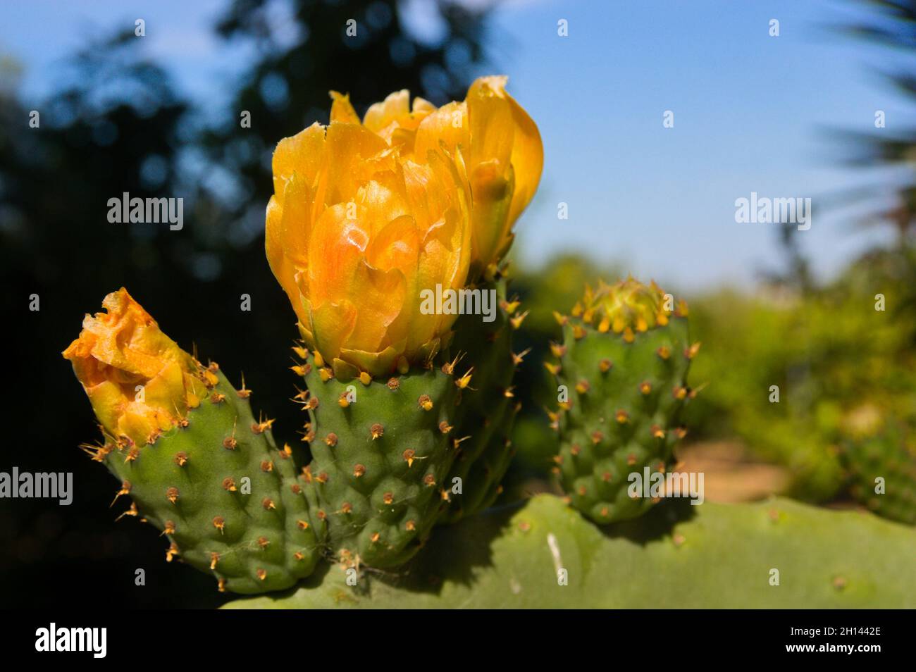 Particolare di un gruppo di tre fiori con petali d'arancio che crescono su un gambo di una pera di ceci selvaggia con altri alberi e piante sullo sfondo sfocato Foto Stock