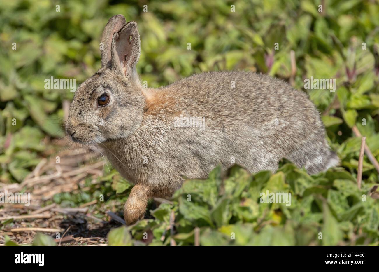 Coniglio, Oryctolagus cuniculus, che si nutrono di erba sintetica costiera su Skomer, Pembrokeshire Coast National Park, Galles occidentale. Foto Stock