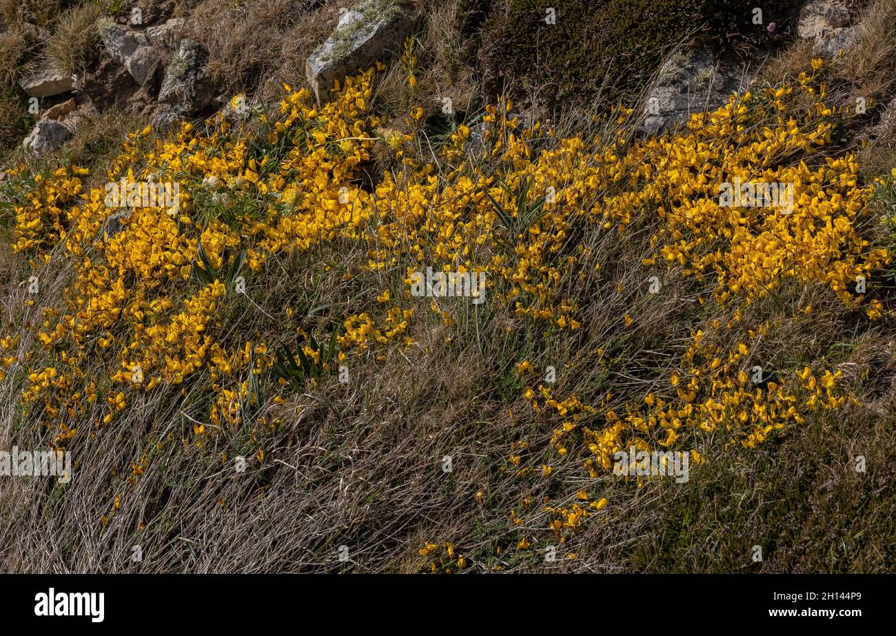 Prostrate Broom, Cytisus scoparius ssp. Maritimus in fiore sulle scogliere costiere vicino a Marloes, Pembrokeshire. Galles Foto Stock